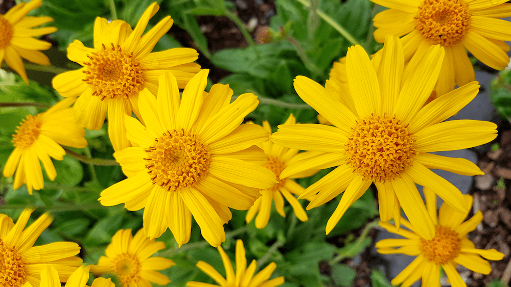 arnica