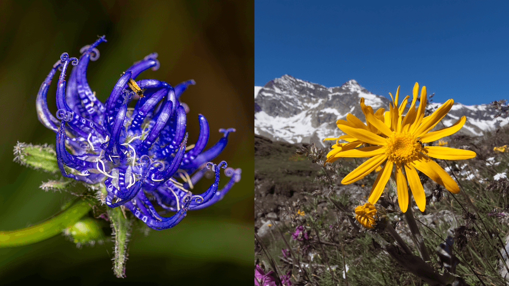 arnica-montana-o-artiglio-del-diavolo-piante